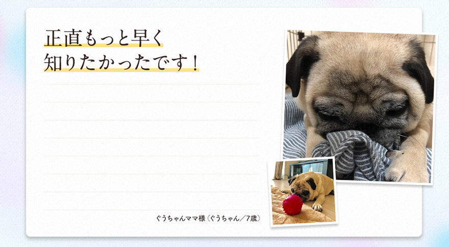 グレインフリーのお陰もあってか、ドッグフードを変えただけで、良いコンディションが続いています。