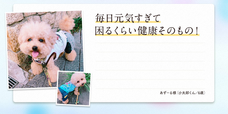 来年は7歳になりますが、今春の健康診断では、どこも悪いところがなく、全て基準値内で、医師に褒められました。