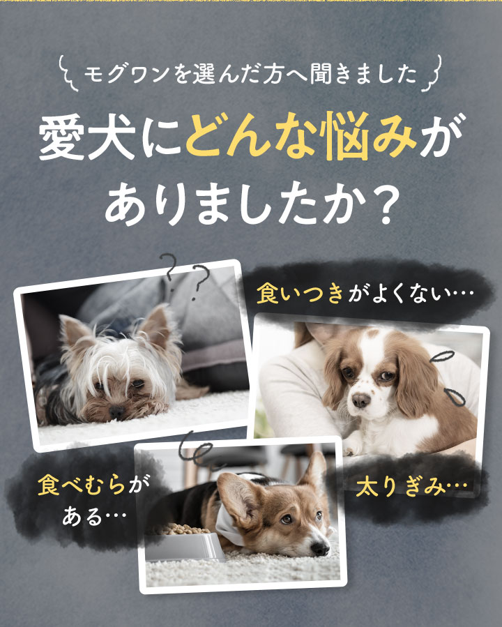 愛犬にどんな悩みがありましたか？