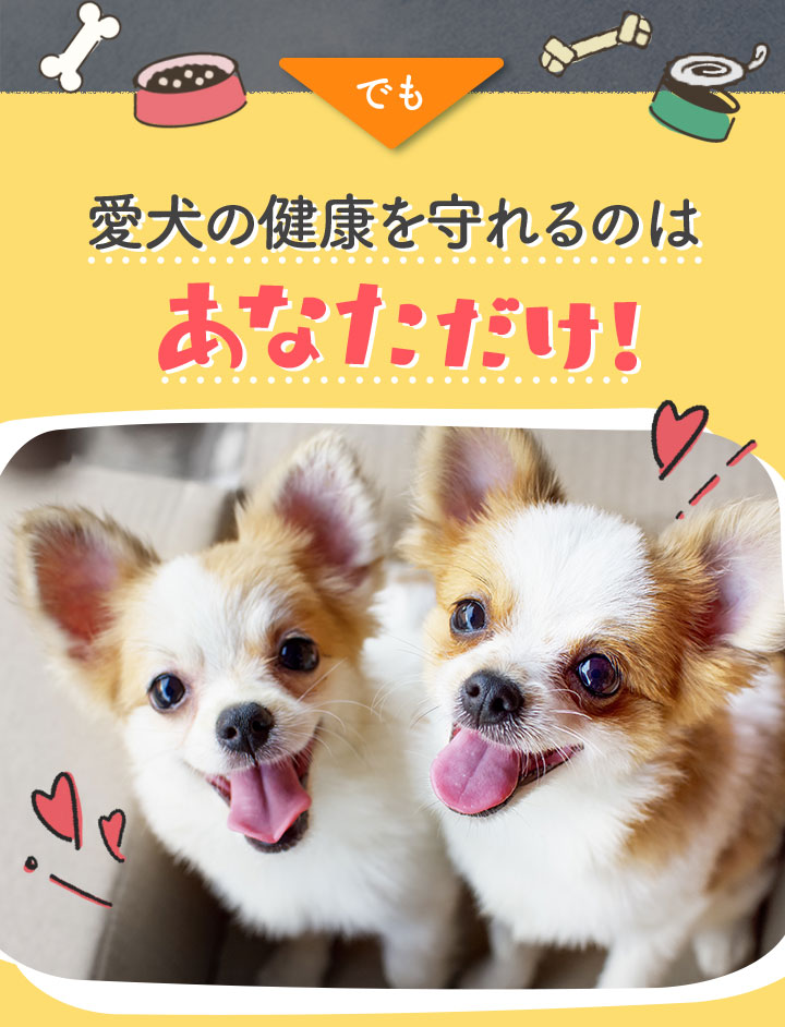 でも愛犬の健康を守れるのはあなただけ！