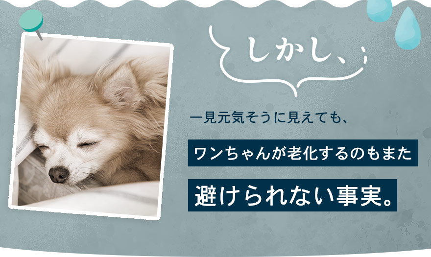 しかし、一見元気そうに見えてもワンちゃんが老化するのは避けられない事実･･･