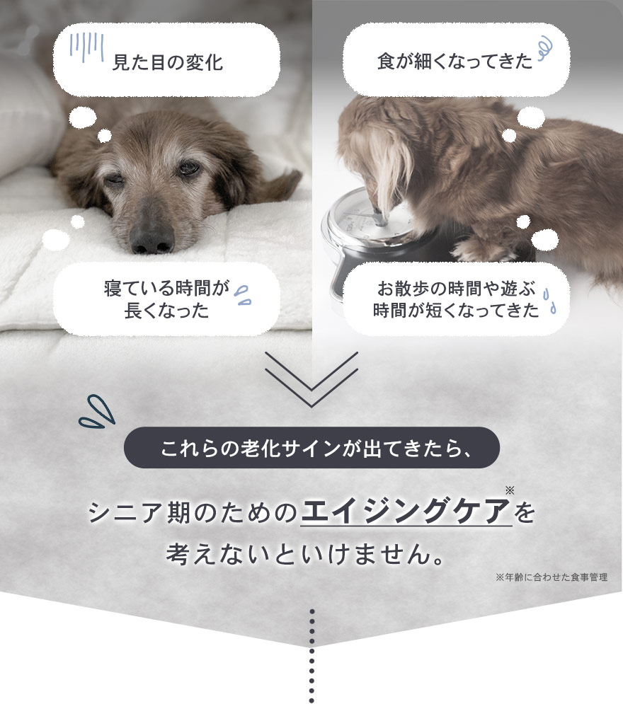 見た目の変化、寝ている時間が長くなった、お散歩、遊ぶ時間が短くなった、食が細くなってきた。これら老化のサインが出てきたら、シニア期のエイジングケアを考えないといけません。