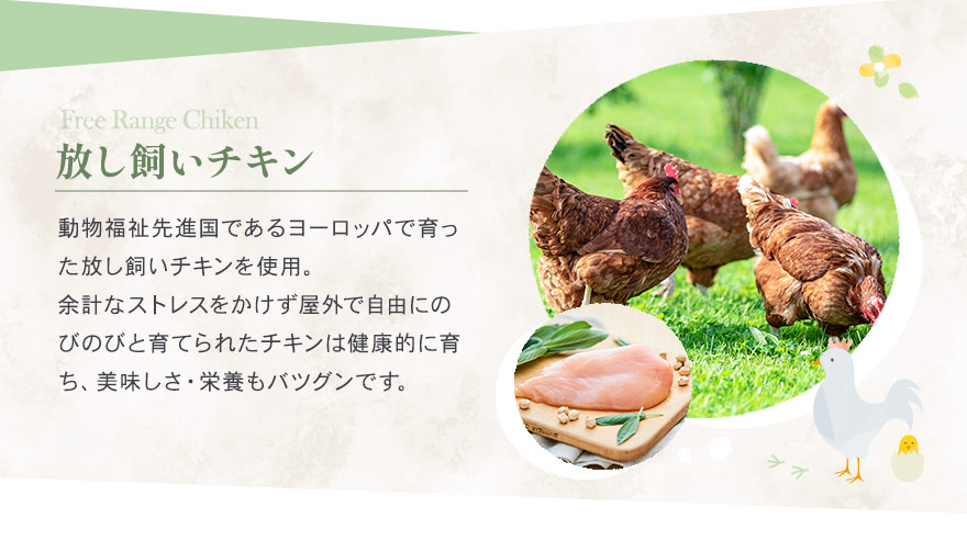ストレスをかけずに屋外で自由にのびのびと育てられた放し飼いチキン