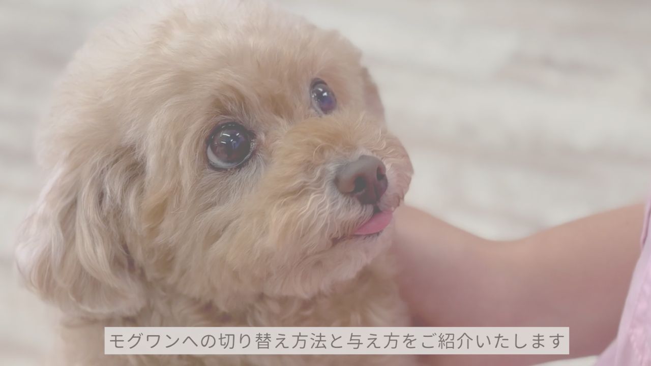 お申込み完了 | レティシアン お申込み完了 | レティシアン